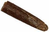 Fossil Sauropod Dinosaur (Rebbachisaurus) Tooth - Morocco #332467-1